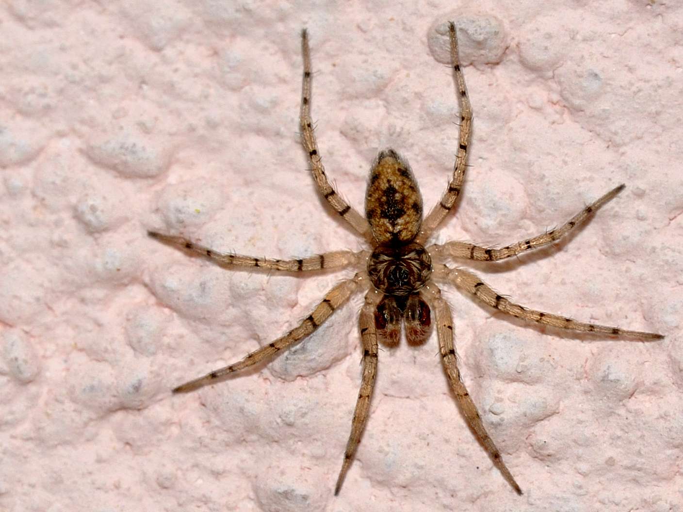 ID Arachnida n.2